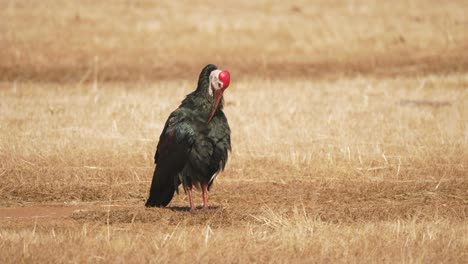 Ibis-Calvo-Acicalándose-Mientras-Se-Destaca-En-El-Campo-Seco