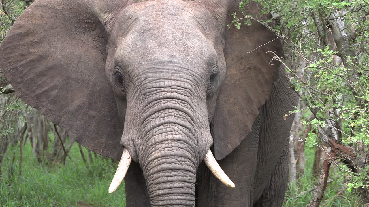elefante de pie en el denso bosque del parque nacional kruger luego se mueve hacia atrás lejos de la cámara revelando su tamaño, sudáfrica