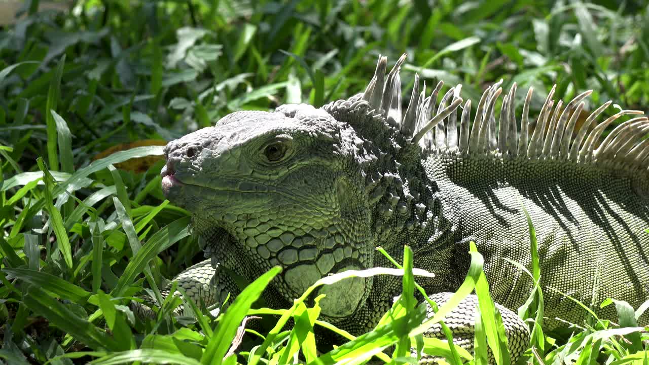una gran iguana verde en una hierba verde