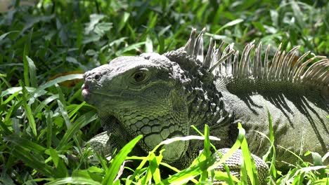 una gran iguana verde en una hierba verde