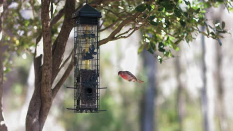 Un-Pinzón-Doméstico-Aterriza-En-Un-Comedero-Para-Pájaros