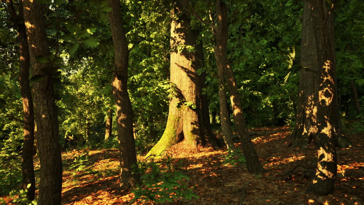 빛으로 가득 찬 숲길