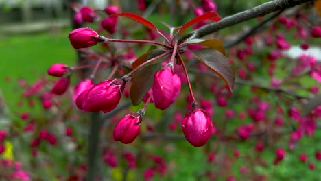 Tulip-garden-Collection-clips-nishat-srinagar-kashmir-india,-beautiful-colorful-flowers,-tuliping-in-april-month