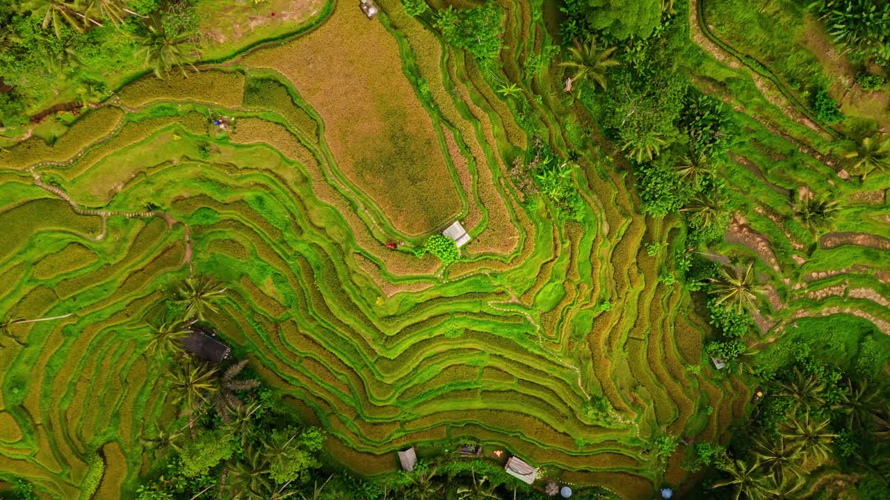 Drone view of tropical rice terraces in Asia, highlighting sustainable agriculture, lush greenery, and cultural landscapes