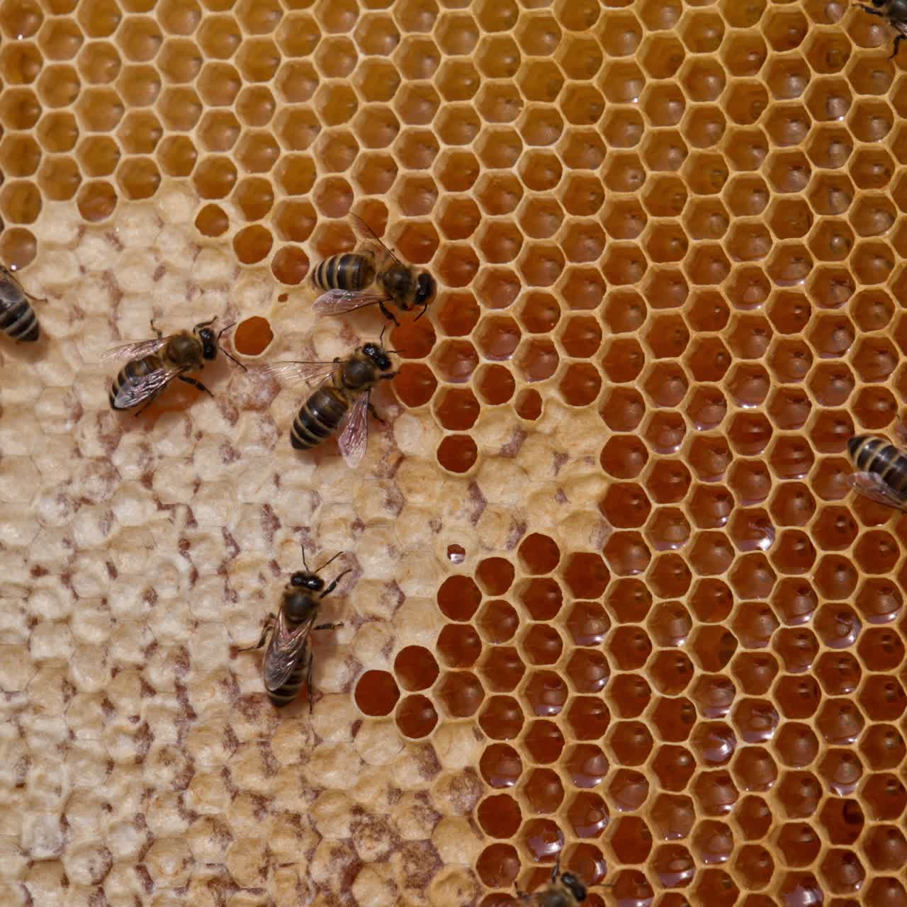 Fresh yellow liquid honey sparkling in the cells of honeycombs. Some bees crawling by the frame sealing the cells. Close up
