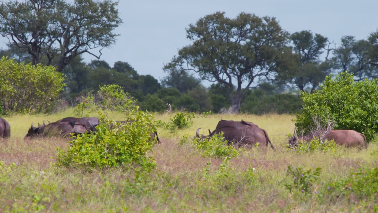 manada de búfalos africanos marchando a través de la alta hierba de la sabana en el calor