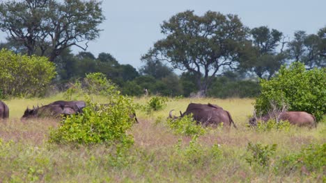 Herd-of-African-buffaloes-marching-through-tall-savannah-grass-in-heat