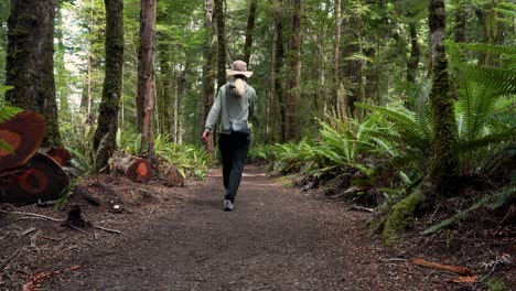 a person walking on a scenic forest path