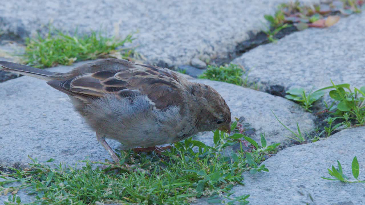 A small finch searches and pecks at the ground for food among grass and stones in soft natural daylight, captured in a steady close-up shot