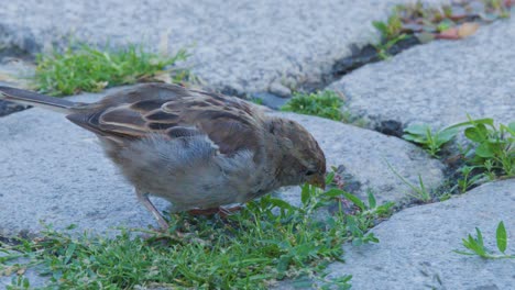 a small finch searches and pecks at the ground for food among grass and stones in soft natural daylight, captured in a steady close-up shot