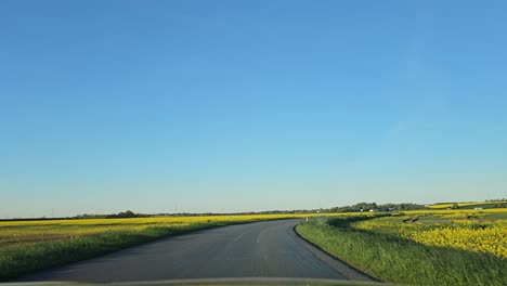 pov drive in rural denmark among rapeseed fields