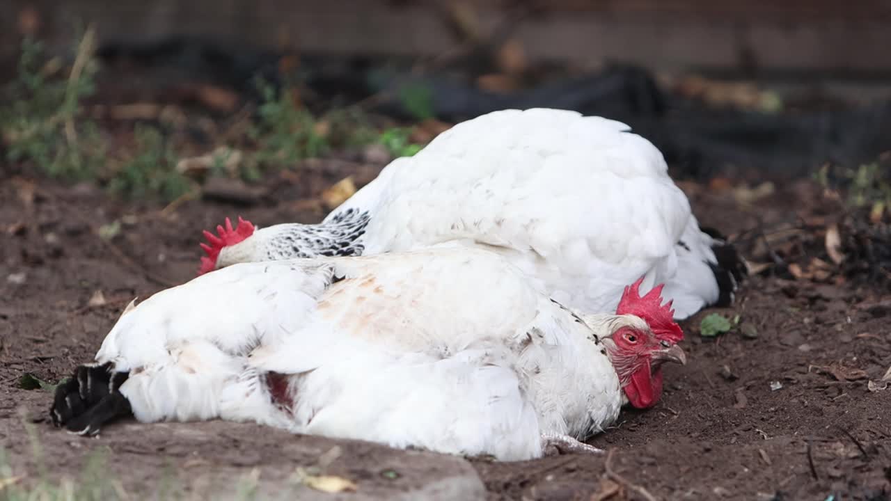 Two chickens enjoying a dust bath and sunbathe in a back garden. Summer. UK