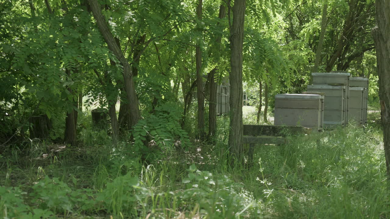 Beehives in quiet forest clearing on summer day