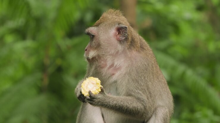 Adult Long-Tailed Macaque eating corn in Ubud Monkey Forest, close up