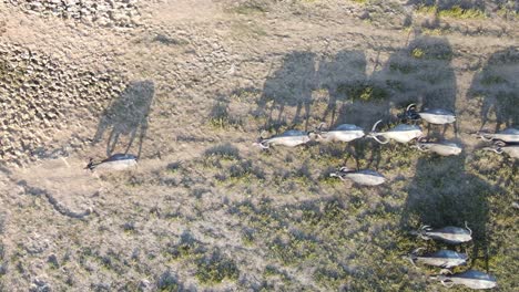 Buffalos-walking-together-enduring-severe-heat-during-heavy-drought,-top-down-aerial-view