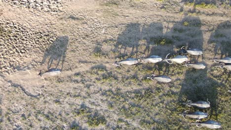 búfalos caminando juntos soportando un calor severo durante una fuerte sequía, vista aérea de arriba hacia abajo