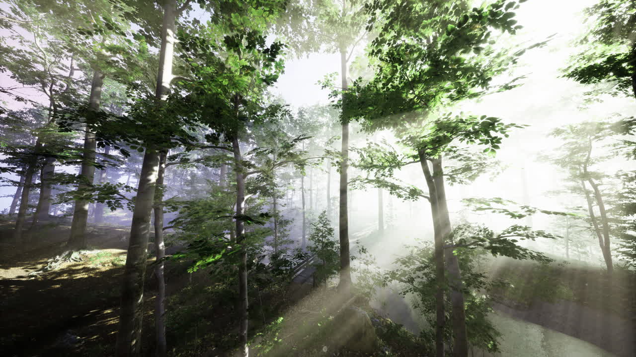 Sunlight filters through a tranquil forest on a misty morning