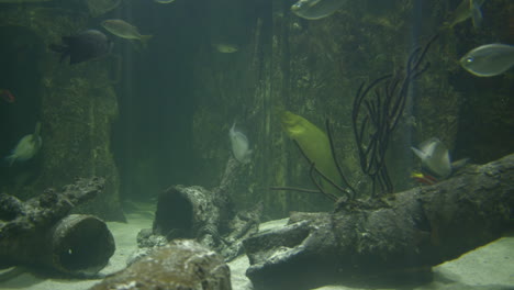 un acuario disparado con una ana