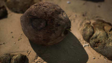 coco marrón en la arena de la playa