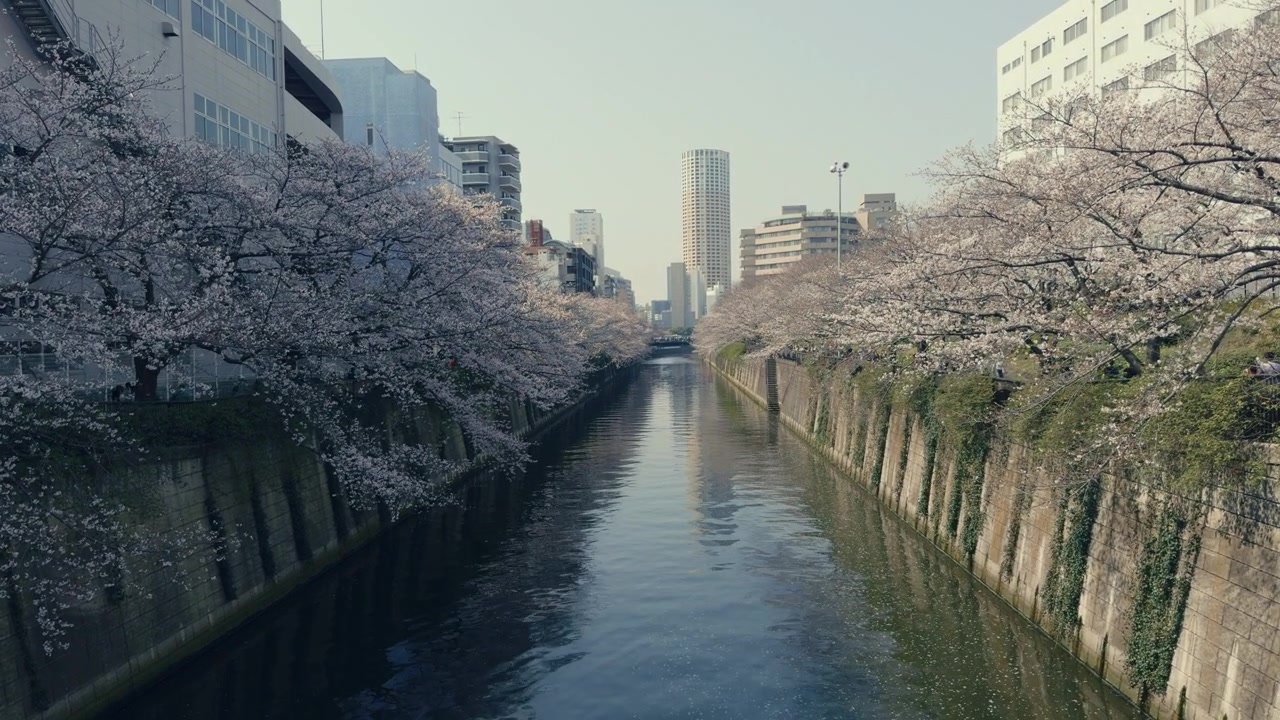 Nakameguro'da tam açmış sakura ağaçları pitoresk bir nehir kenarı sahnesi oluşturuyor