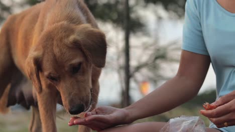 close up shot of a woman sharing chicken meat and bones to a homeless mongrel dog in the garden