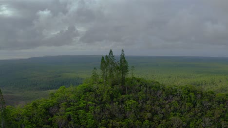 cinematic shot of few pine-trees on the peak of a mountain dominating the tropical landscape during a cloudy day