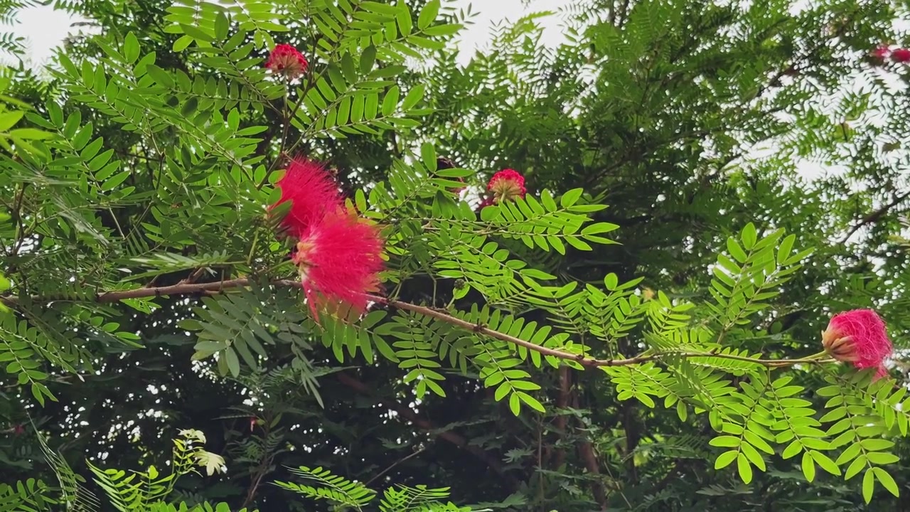 Fiori rosso vivo a piumino che sbocciano tra delicate foglie composte su un albero di Calliandra haematocephala in un lussureggiante ambiente esterno.