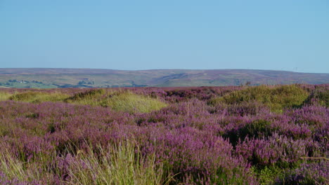 Temporada-De-Brezo,-Parque-Nacional-De-North-York-Moors-Yorkshire-Verano-2022---Cámara-De-Cine-Prores-4k-Clip-8