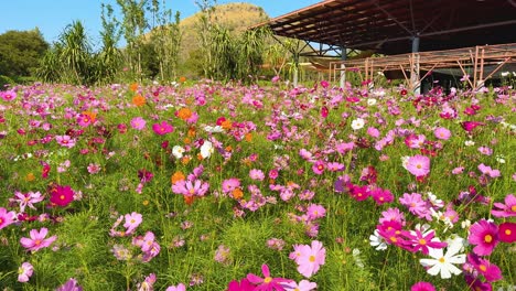 vibrant cosmos flowers in a lush garden