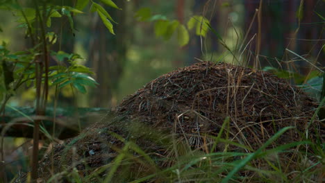 Dangerous-anthill-in-spring-grass-in-outdoors-forest-woods.-Wild-atmosphere.