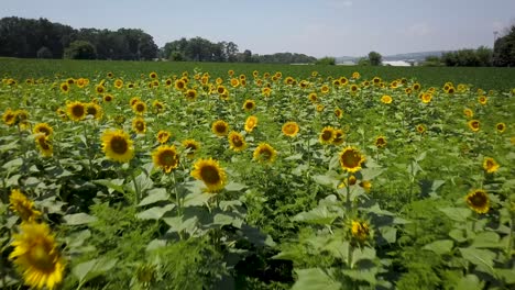 Girasoles-En-Un-Campo-Sobrevuelo-De-Drones