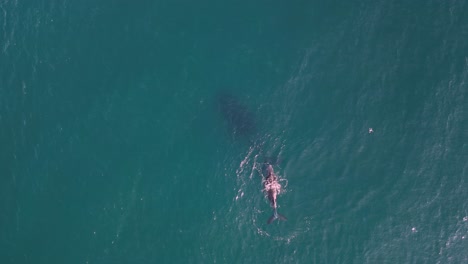 a small research drone hovers while filming a newly born baby humpback whale floating on the ocean surface