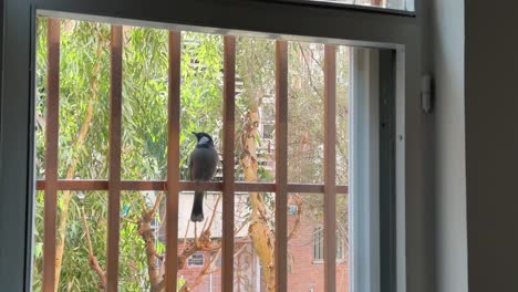 red whiskered bulbul perched on tree in tropical asia urban wildlife landscape colorful bird closeup feather on house window frame in outdoor environment sparrow songbird forest green wing natural