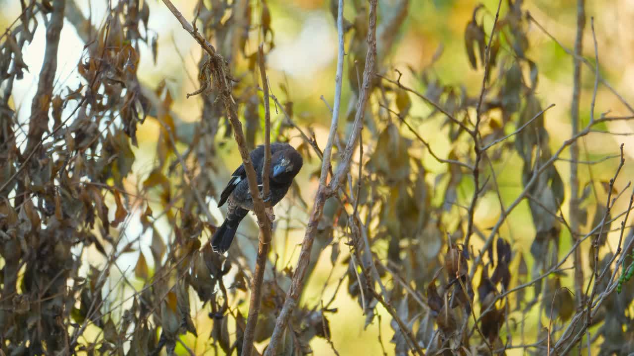 pequeño tejedor de pico grueso encaramado en un árbol rodeado de colores otoñales, sudáfrica