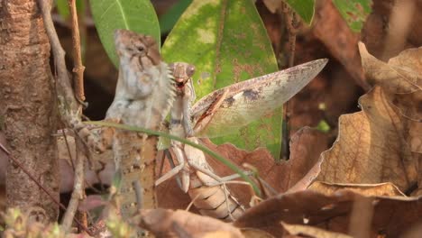 la mantida y el lagarto cazan alas.