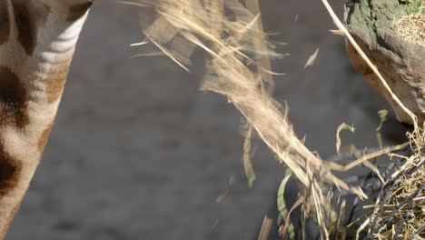 giraffe taking hay and chewing it