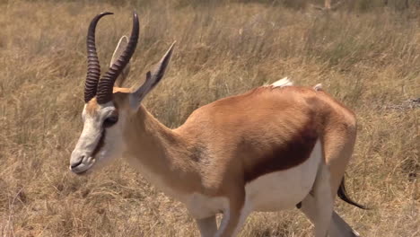 male-springbok-moving-trough-dry-savannah,-approaching-camera-and-leaving-frame