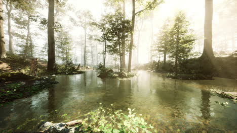 sunlight filtering through the trees in a misty forest