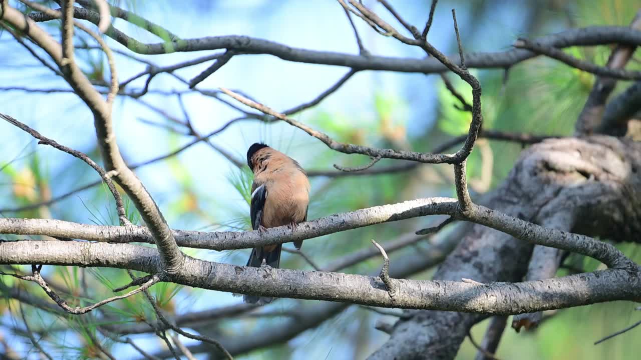 루푸스 시비아 (heterophasia capistrata) 는 숲 속에 서 있는 아름다운 새입니다.