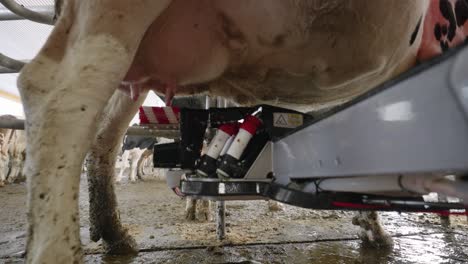 process of cleaning the udders of the cattle using a wheel brush from the milking machine