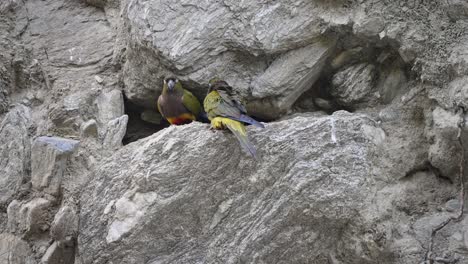 Burrowing-parrot-pair-landing-on-rock,-Villa-de-Merlo,-Argentina