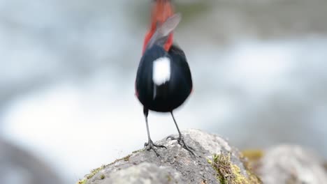 The-White-capped-Redstart-is-known-for-its-white-lovely-crown,-dark-blue-blackish-wings-and-brown-under-feathers-and-its-tail-starts-with-red