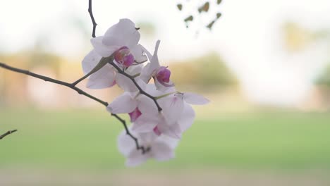 flor de orquídea polilla, blanca con el medio púrpura, de cerca