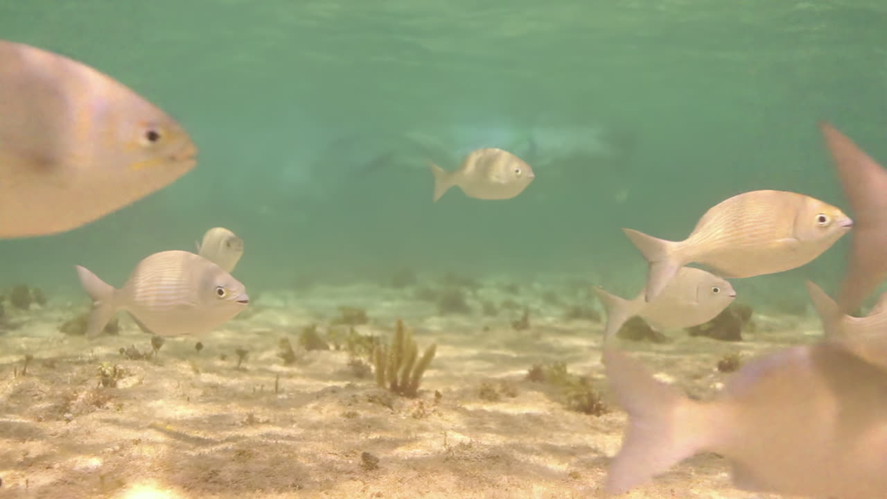 물 에 있는 물고기 무리