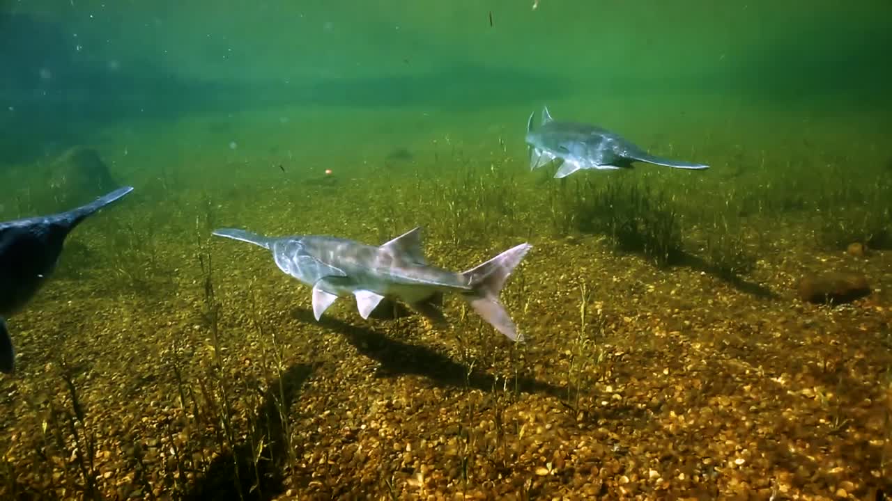 A School Of Paddlefish Is Seen Swimming In Shallow Waters One Fish Is Caught Briefly By Human Hands