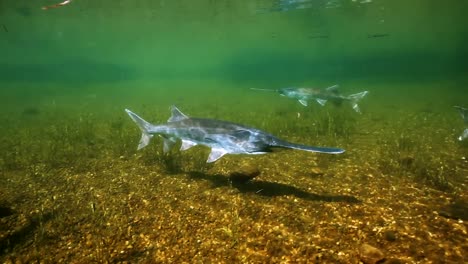 se ve un banco de peces espátula nadando en aguas poco profundas un pez es capturado brevemente por manos humanas