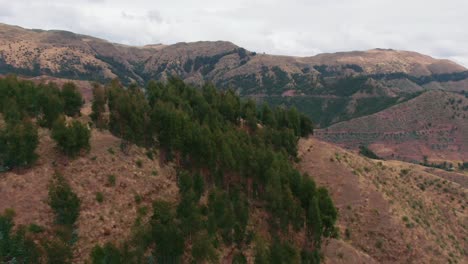 Eucalyptus-forest-in-the-south-east-Peruvian-Andes-near-Cuzco,-dolly-in-aerial