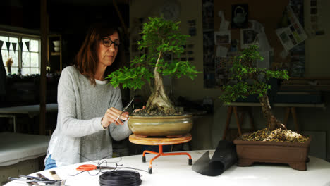 mujer recortando la hoja de la planta bonzai 4k