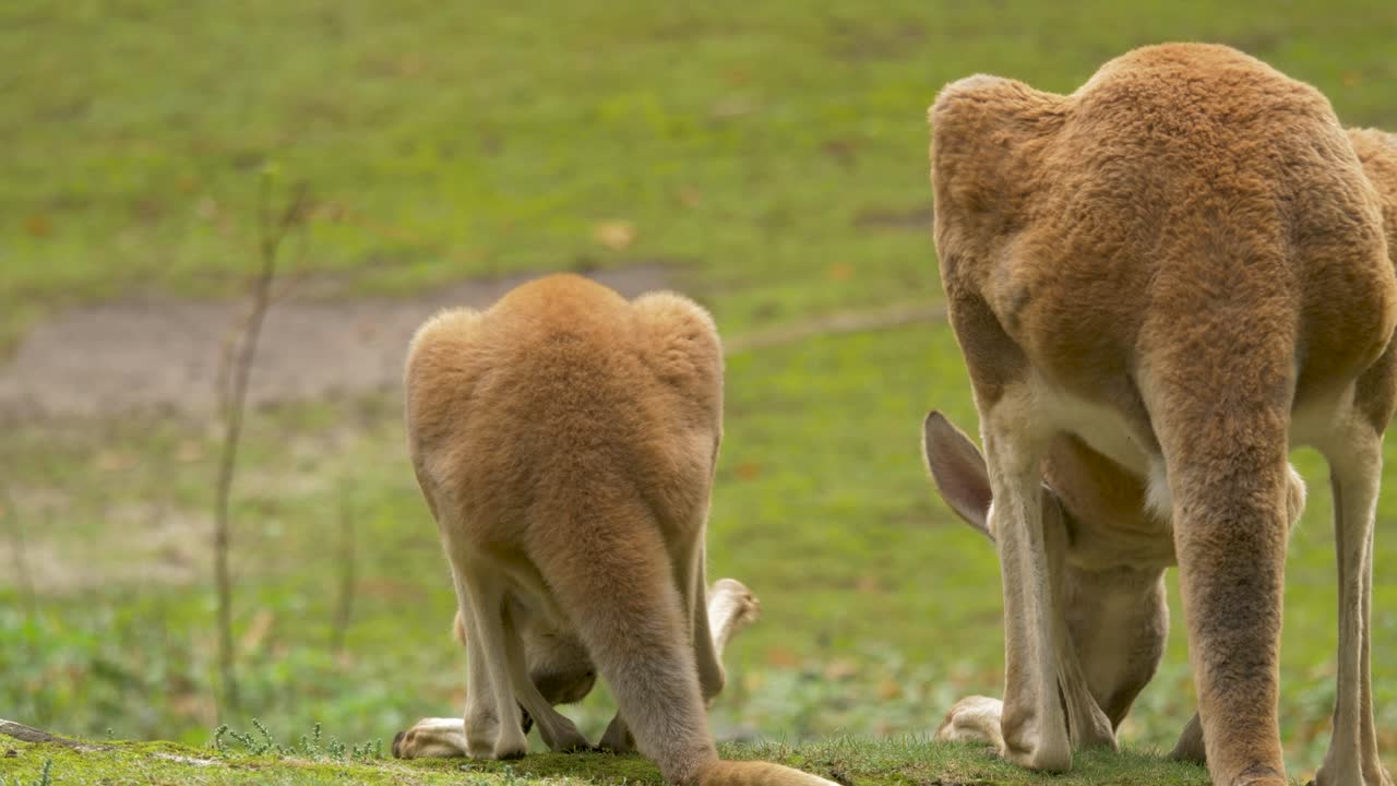dos hermosos canguros rojos parados en un prado verde y exuberante en australia