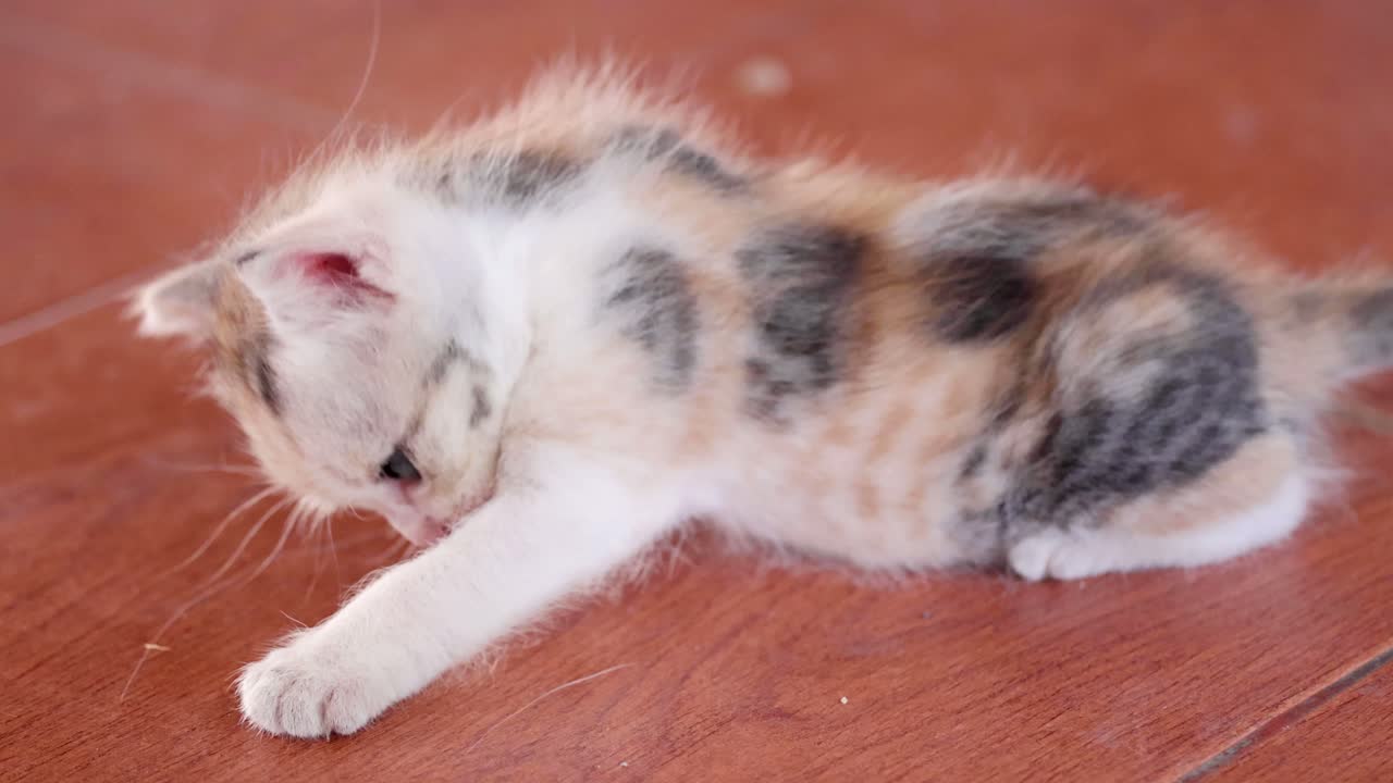 작은 새끼 고양이가 바닥에서 는 법을 배니다.